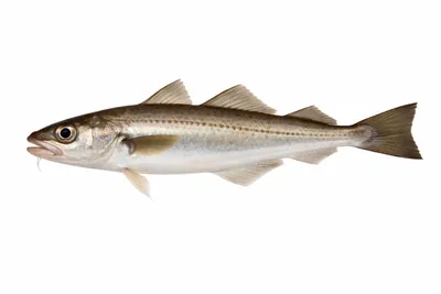 איור של Whiting