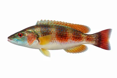 איור של Wrasse