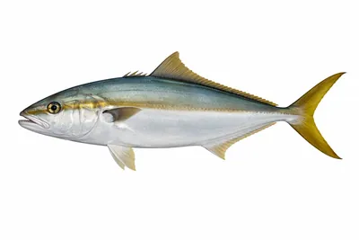 איור של Yellowtail Amberjack