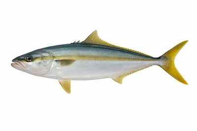 איור של Yellowtail Kingfish