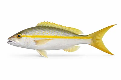 איור של Yellowtail Snapper